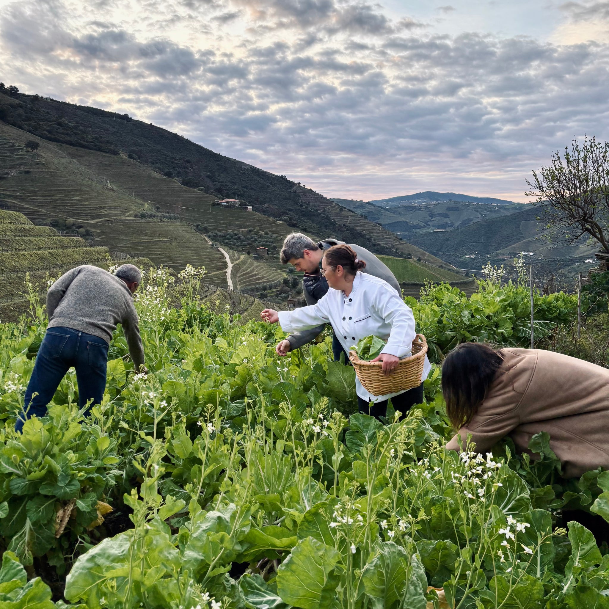 Gricha by Fire: Vines, Wine and Time